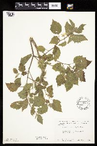 Physalis heterophylla var. heterophylla image