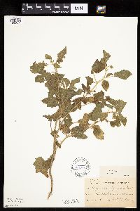 Physalis heterophylla var. heterophylla image