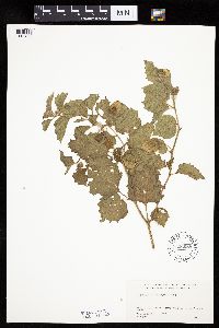 Physalis heterophylla var. heterophylla image