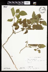 Physalis heterophylla var. heterophylla image