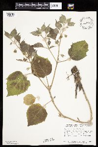 Physalis heterophylla var. heterophylla image