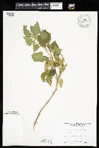 Physalis heterophylla var. heterophylla image