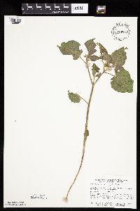 Physalis heterophylla var. heterophylla image