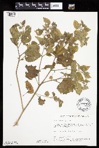 Physalis heterophylla var. heterophylla image