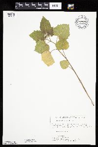 Physalis heterophylla var. heterophylla image