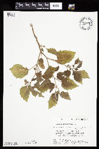 Physalis heterophylla var. heterophylla image