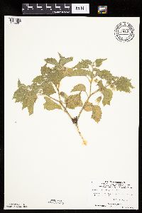 Physalis heterophylla var. heterophylla image