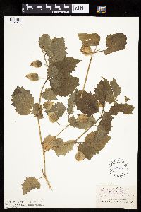 Physalis heterophylla var. heterophylla image