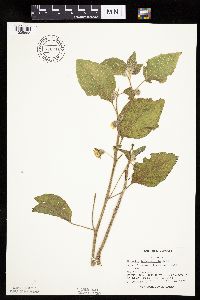 Physalis heterophylla var. heterophylla image