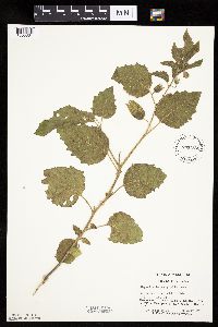 Physalis heterophylla var. heterophylla image