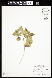 Physalis heterophylla image