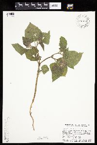 Physalis heterophylla var. heterophylla image