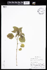 Physalis heterophylla var. heterophylla image