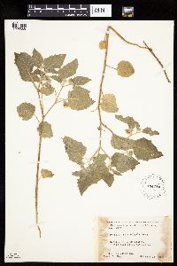 Physalis heterophylla var. heterophylla image