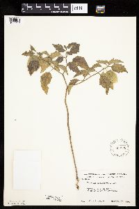 Physalis heterophylla var. heterophylla image