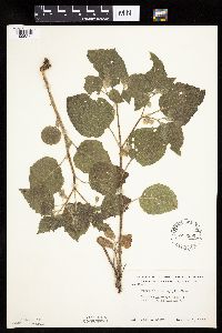 Physalis heterophylla var. heterophylla image