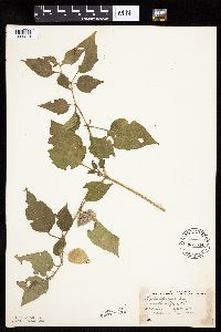 Physalis heterophylla var. heterophylla image