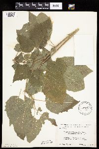 Physalis heterophylla var. heterophylla image