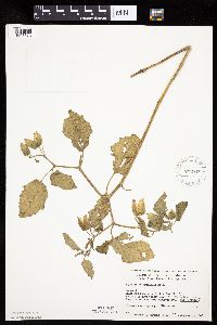 Physalis heterophylla var. heterophylla image