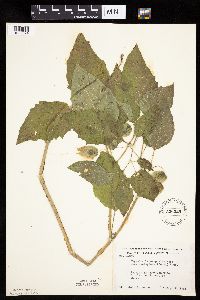 Physalis heterophylla var. heterophylla image