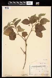 Physalis heterophylla var. heterophylla image