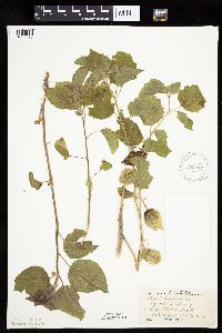 Physalis heterophylla var. heterophylla image