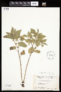 Physalis heterophylla var. heterophylla image