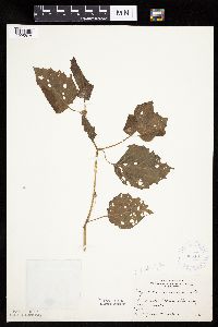 Physalis heterophylla var. heterophylla image