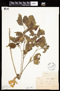 Physalis heterophylla var. heterophylla image