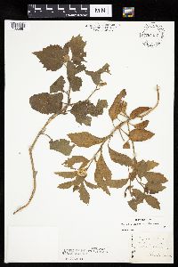 Physalis heterophylla var. heterophylla image