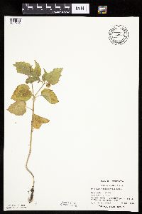 Physalis heterophylla var. heterophylla image