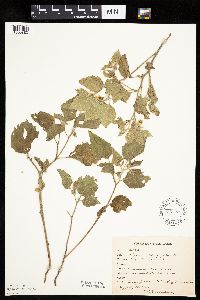 Physalis heterophylla var. heterophylla image