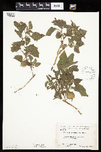 Physalis heterophylla var. heterophylla image