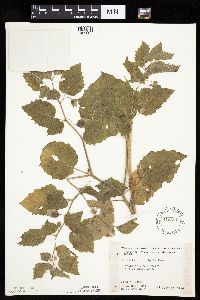 Physalis heterophylla var. heterophylla image