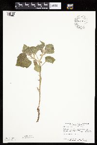 Physalis heterophylla var. heterophylla image