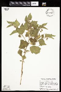 Physalis heterophylla var. heterophylla image