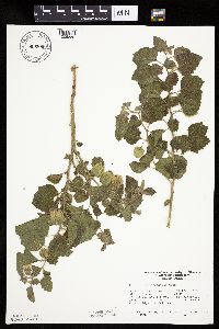 Physalis heterophylla var. heterophylla image