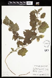 Physalis heterophylla image