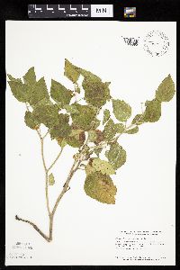 Physalis heterophylla image
