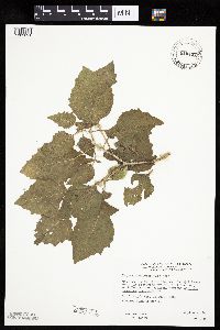 Physalis heterophylla var. heterophylla image