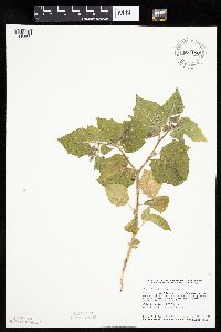 Physalis heterophylla var. heterophylla image