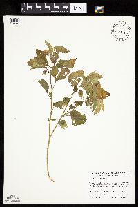 Physalis heterophylla var. heterophylla image