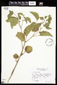 Physalis heterophylla var. heterophylla image
