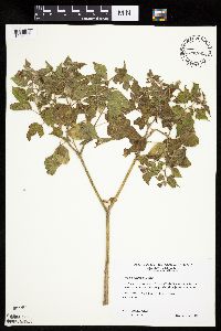 Physalis heterophylla var. heterophylla image