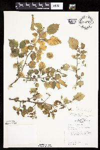 Image Associated With the Occurrence