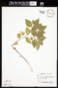 Physalis virginiana image