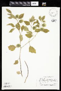 Physalis virginiana image