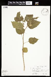 Physalis virginiana image
