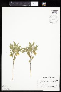 Physalis virginiana image