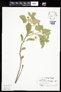 Physalis virginiana image